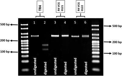 Molecular Diagnostics of Banana Fusarium Wilt Targeting Secreted-in-Xylem Genes